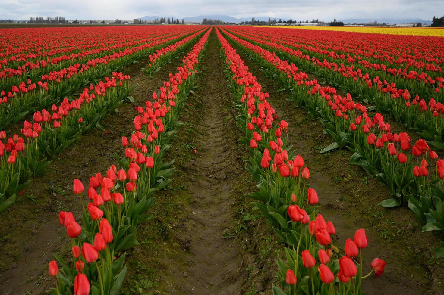 Tulips blooming in a field at the beginning of spring on a cloudy day photo