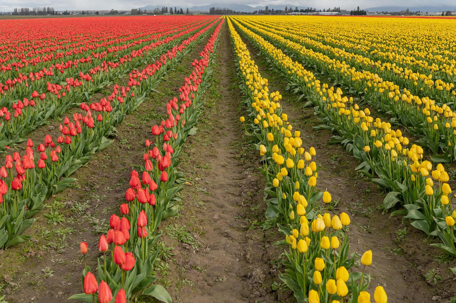 Tulips blooming in a field at the beginning of spring on a cloudy day photo