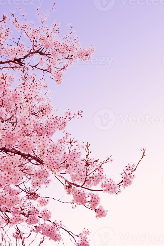 hermosas flores de primavera, flores de cerezo, flor de sakura con un hermoso fondo natural foto
