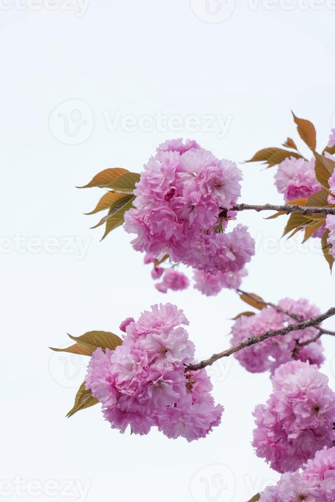 Beautiful spring flower cherry blossoms, Sakura Flower With Beautiful Nature Background photo