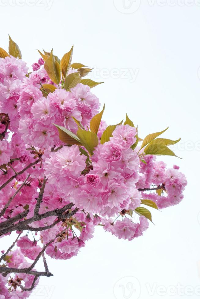 hermosas flores de primavera, flores de cerezo, flor de sakura con un hermoso fondo natural foto