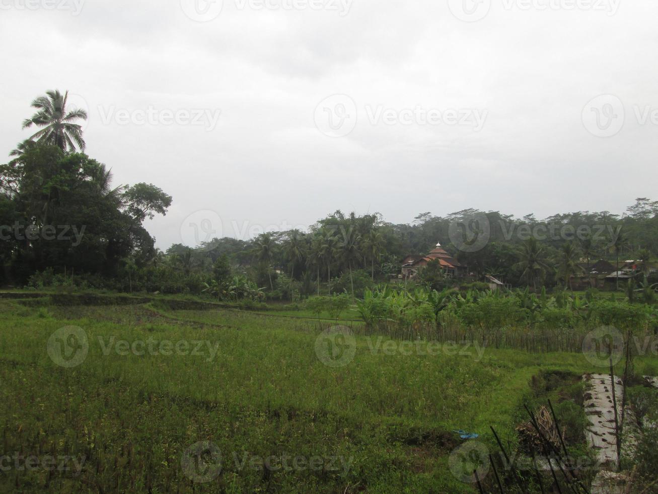 the view of the green rice fields around the residents' plantations photo
