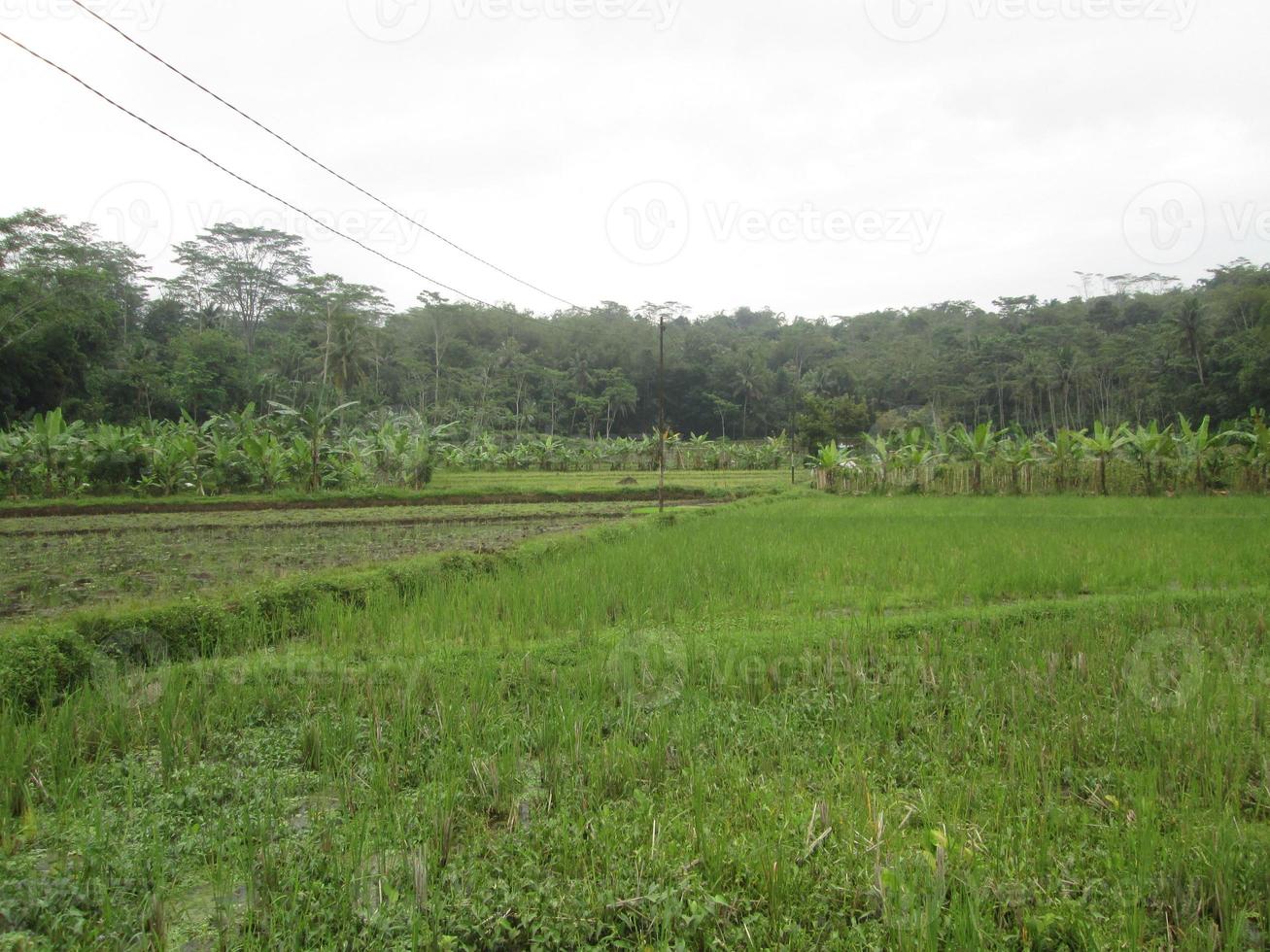 a view of the rice fields with a view of the electric wires crossing over it photo
