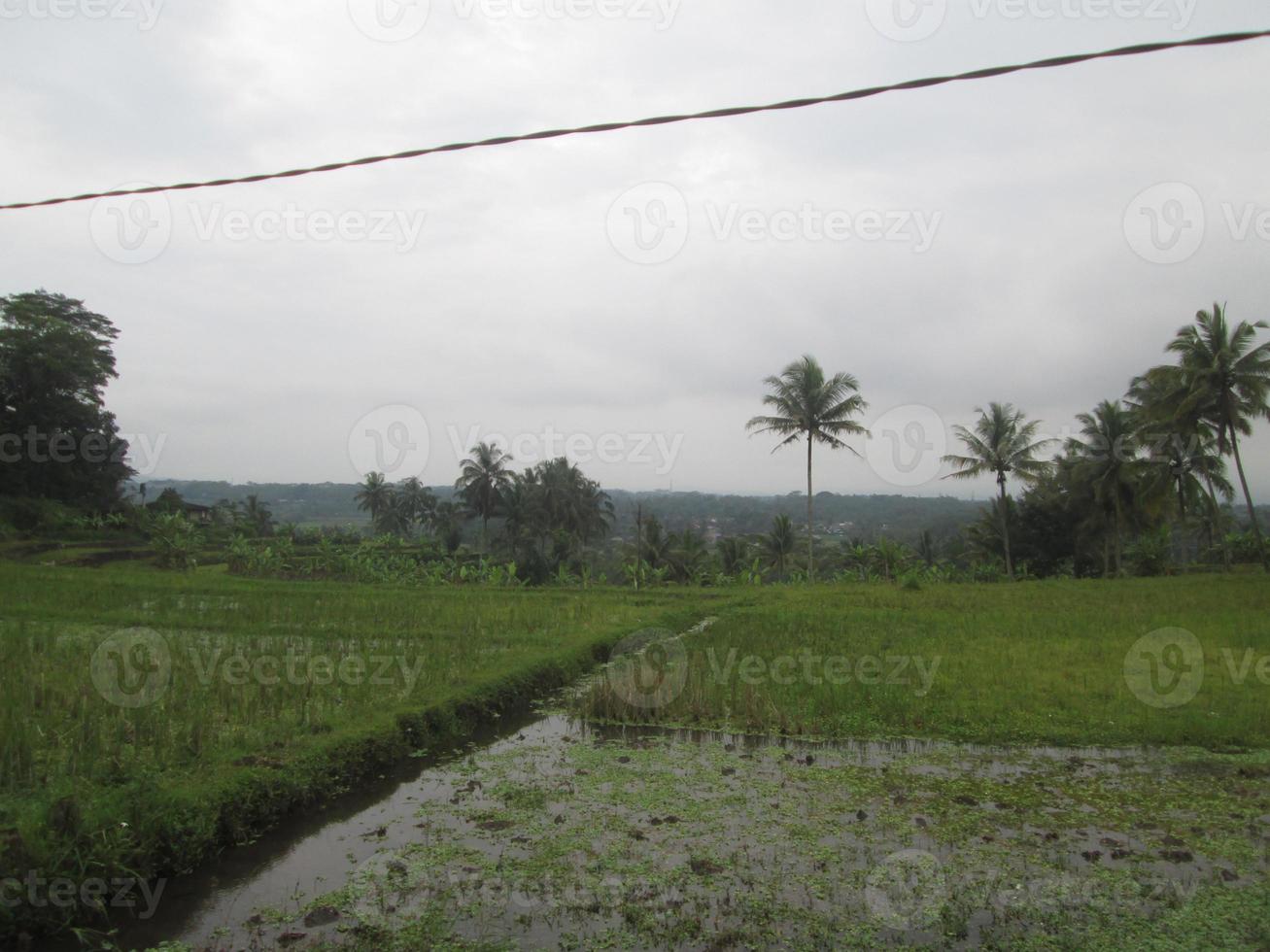 the cable crosses over the green rice fields photo