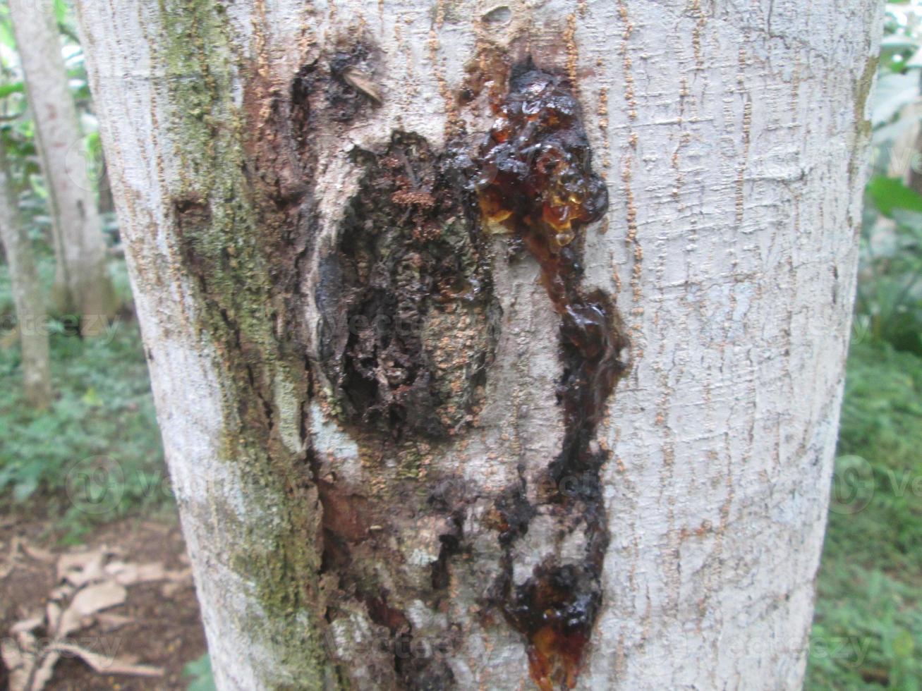 skin disease of the albasia tree photo