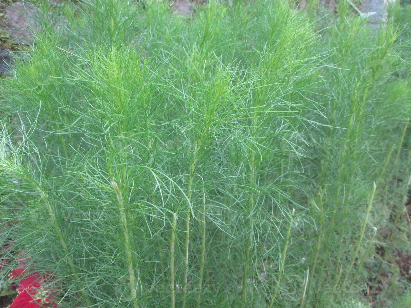 Fennel plants thrive in the yard photo