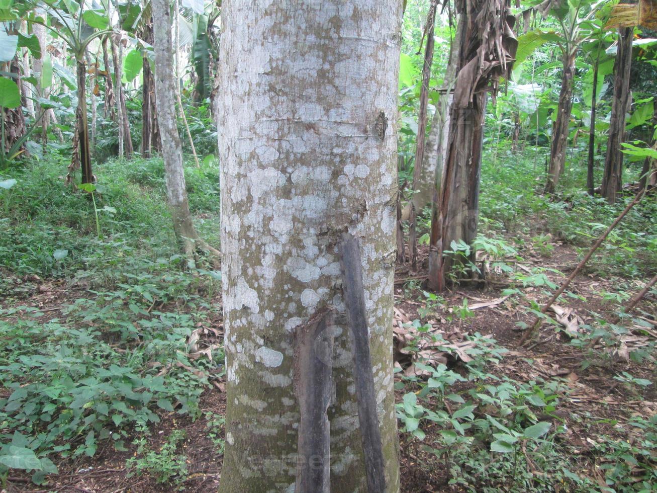 big and healthy albasia tree trunk photo