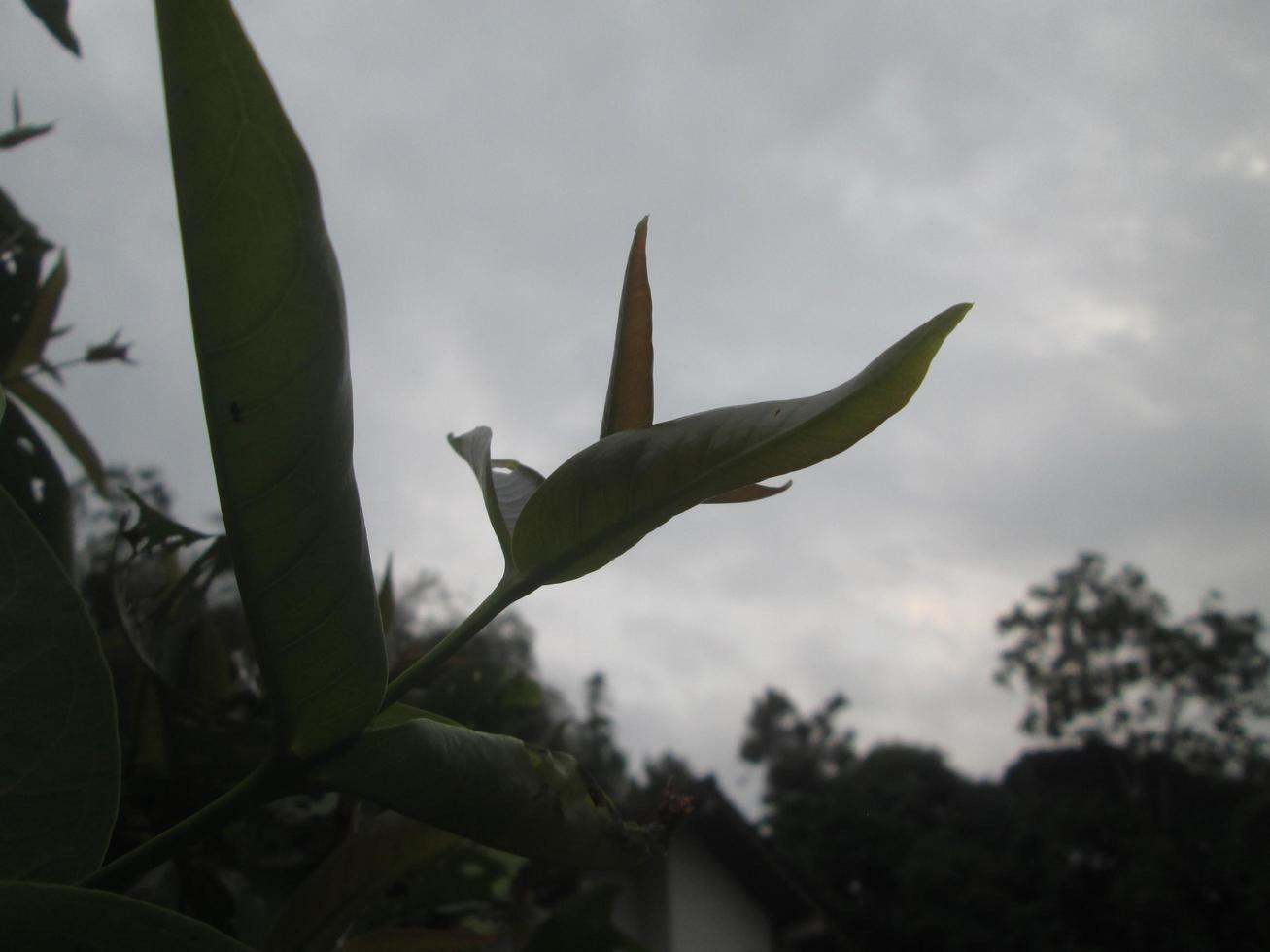 guava tree young leaves photo