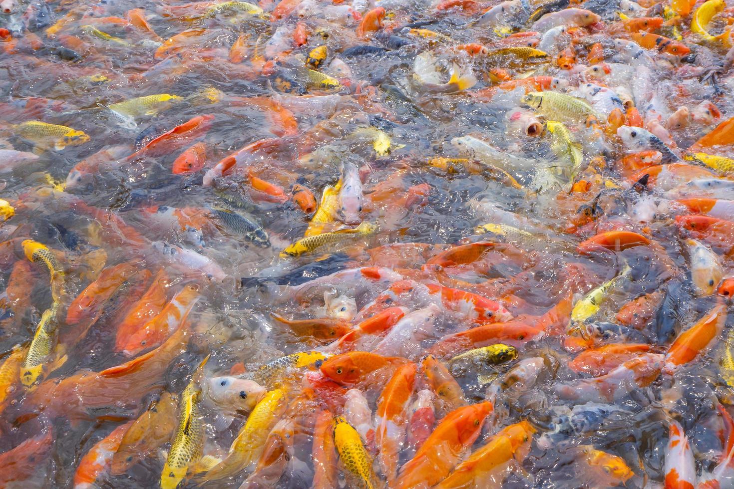 tilapia y peces koi o carpas elegantes nadando esperando comida en el estanque. foto