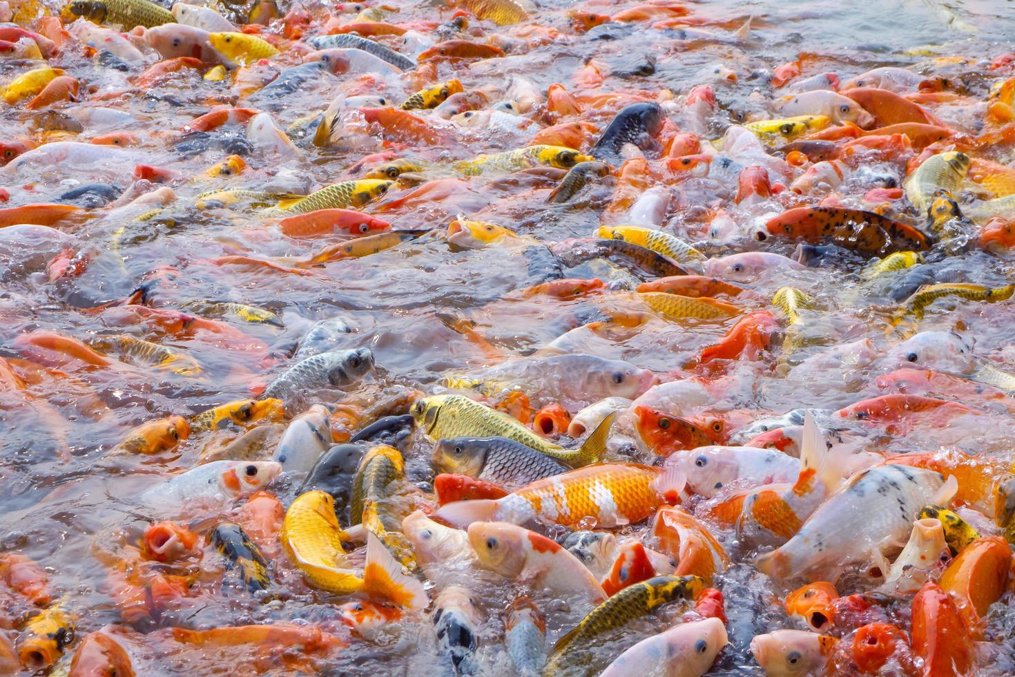 tilapia y peces koi o carpas elegantes nadando esperando comida en el estanque. foto