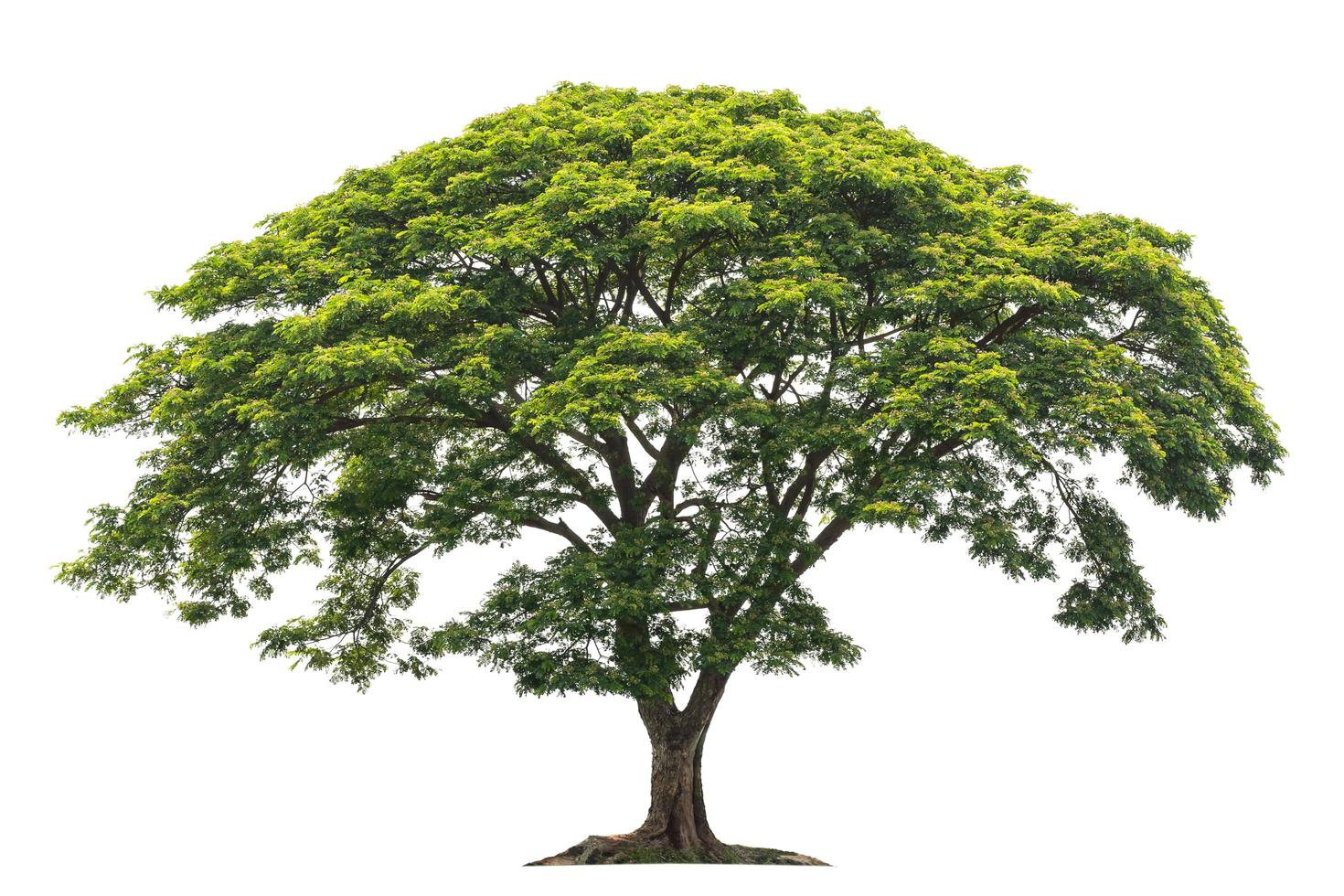 big green tree isolate on white background photo