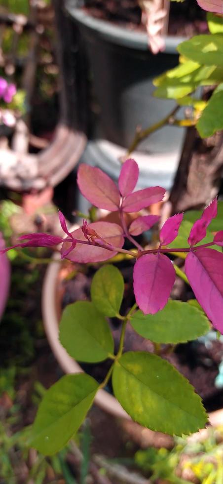 The lovely young leaves of roses in the garden. photo