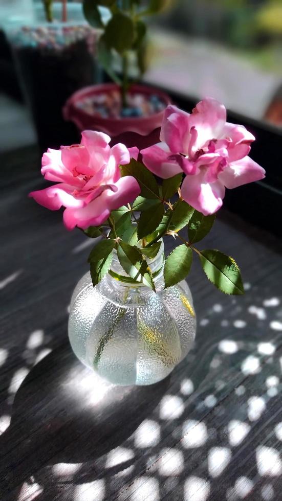 Pink roses in a clear bottle. photo