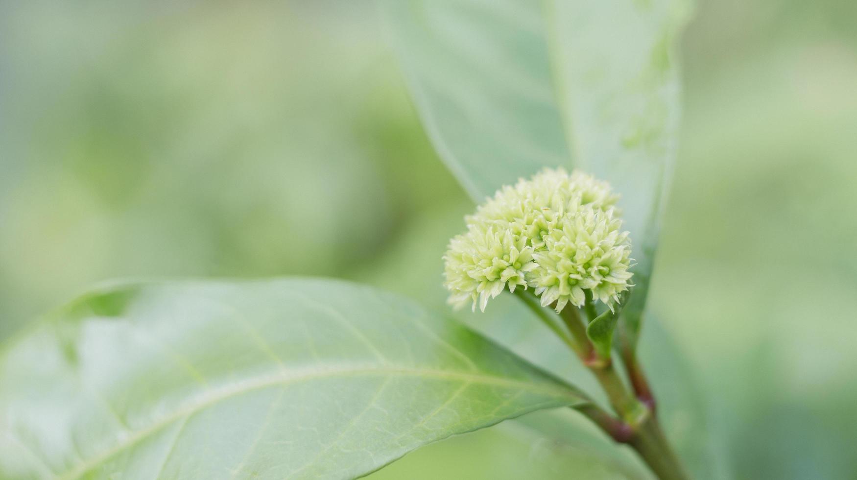 Cerrar flor verde sobre fondo verde de la naturaleza foto