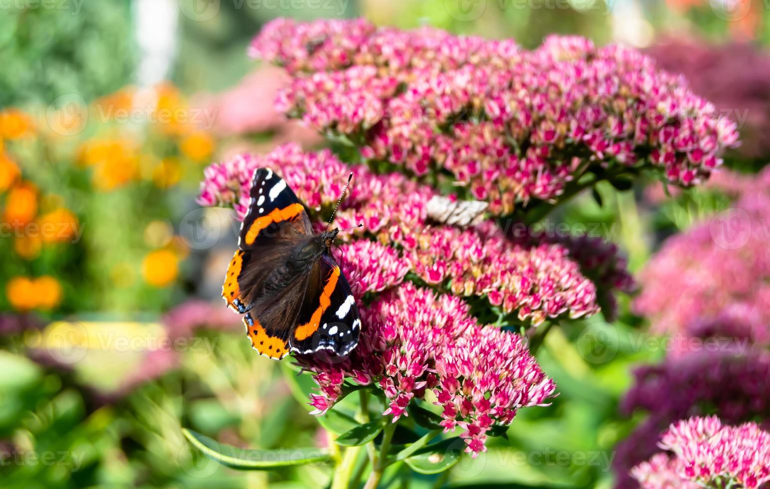 fotografía al tema hermosa mariposa negra monarca foto