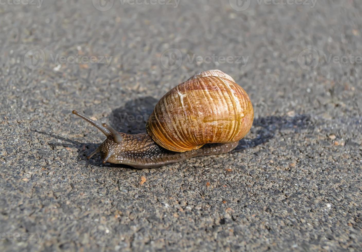 Caracol de jardín grande con concha arrastrándose sobre carretera mojada foto