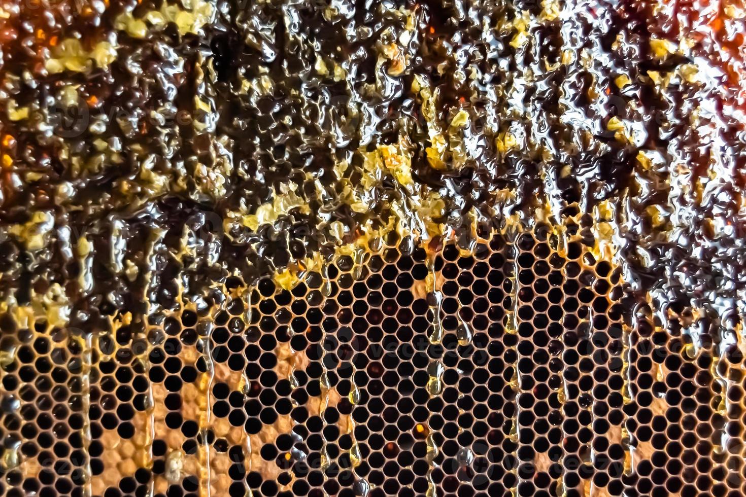 Honeycomb from bee hive filled with golden honey photo