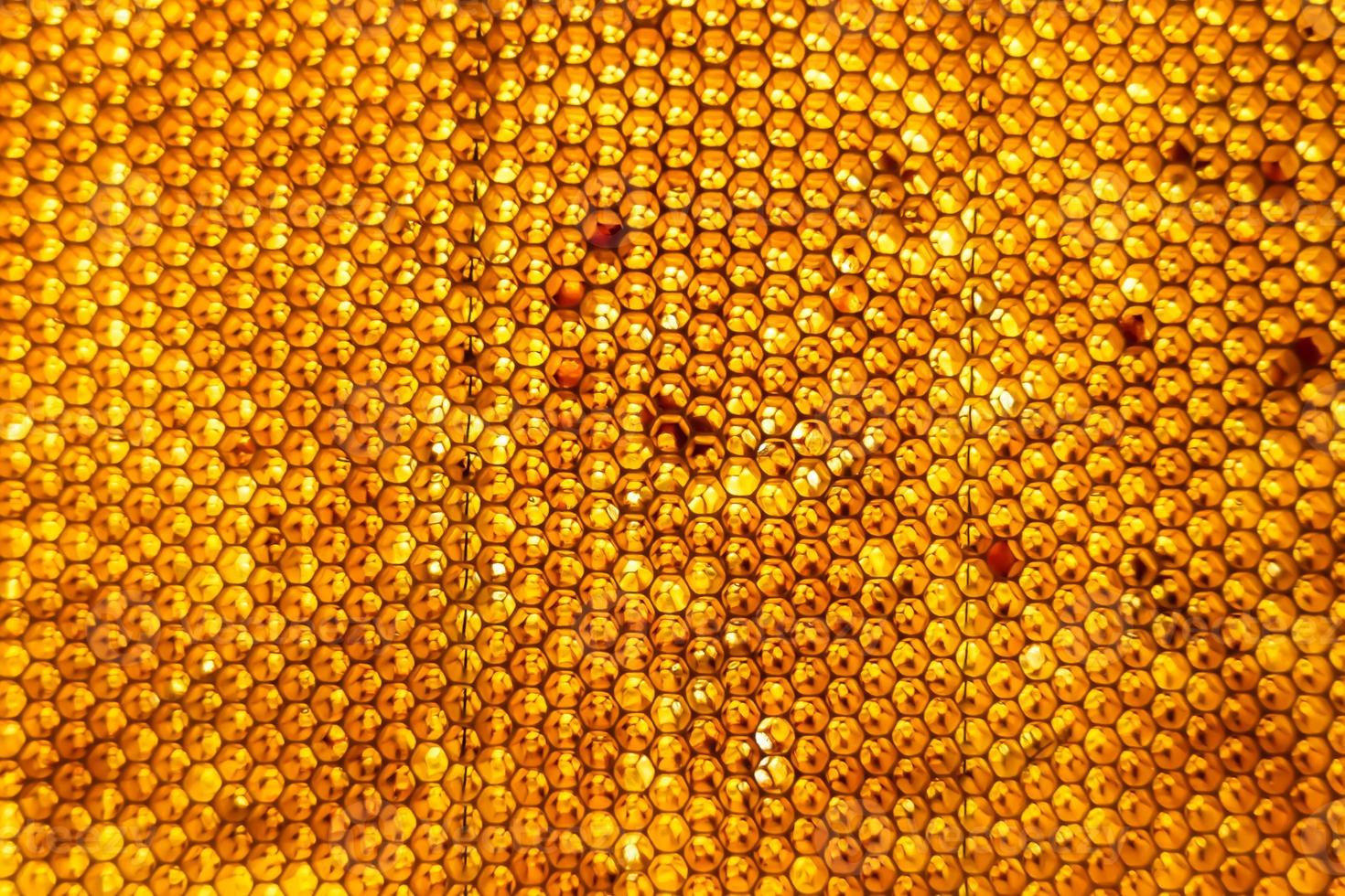 Honeycomb from bee hive filled with golden honey photo