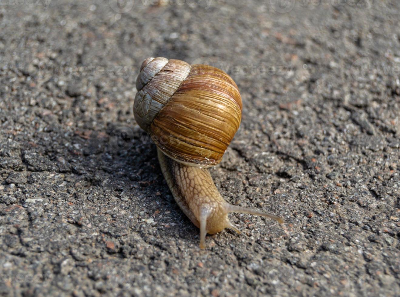 Caracol de jardín grande con concha arrastrándose sobre carretera mojada foto