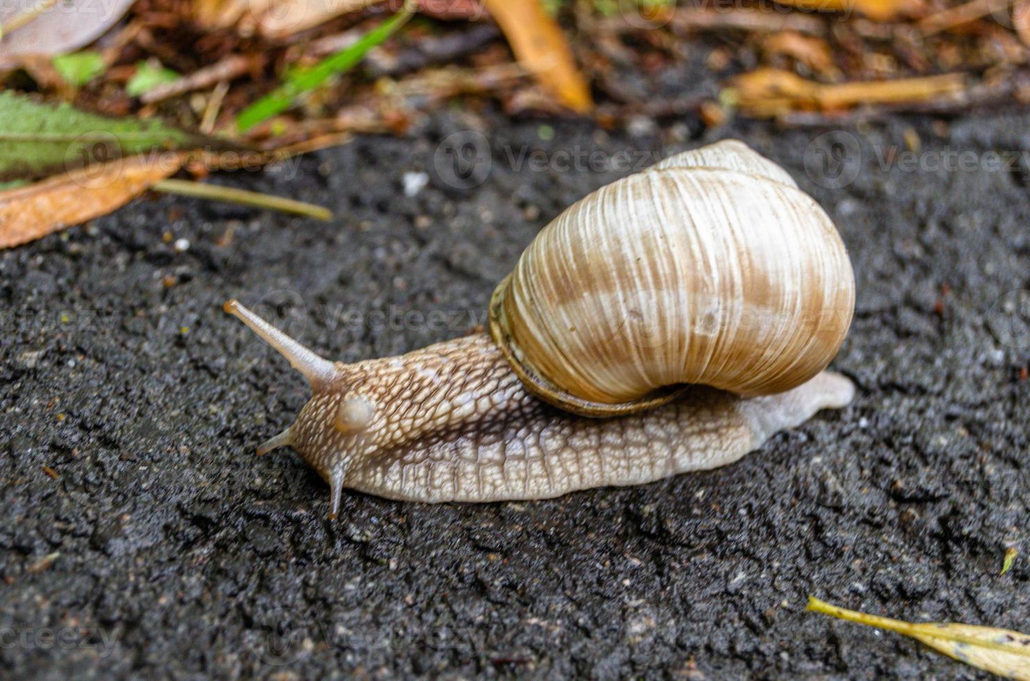 Caracol de jardín grande con concha arrastrándose sobre carretera mojada foto