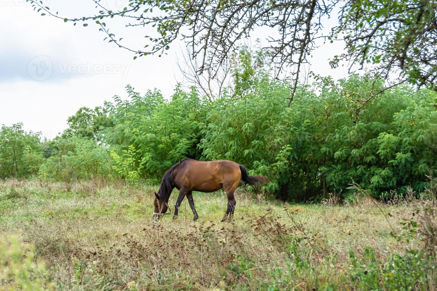 Hermoso semental de caballo marrón salvaje en la pradera de flores de verano foto