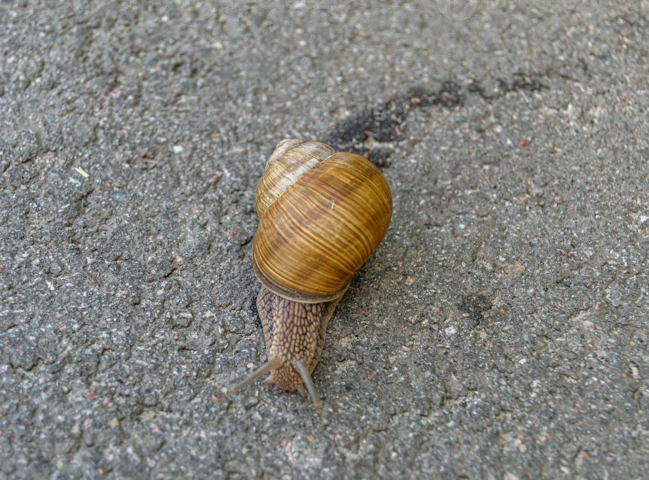 Big garden snail in shell crawling on wet road photo