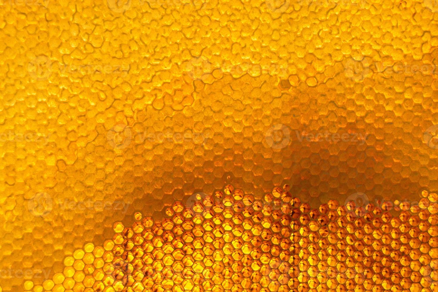 Honeycomb from bee hive filled with golden honey photo