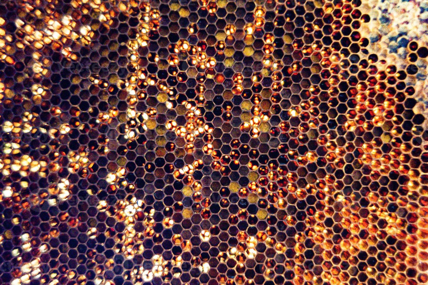 Honeycomb from bee hive filled with golden honey photo