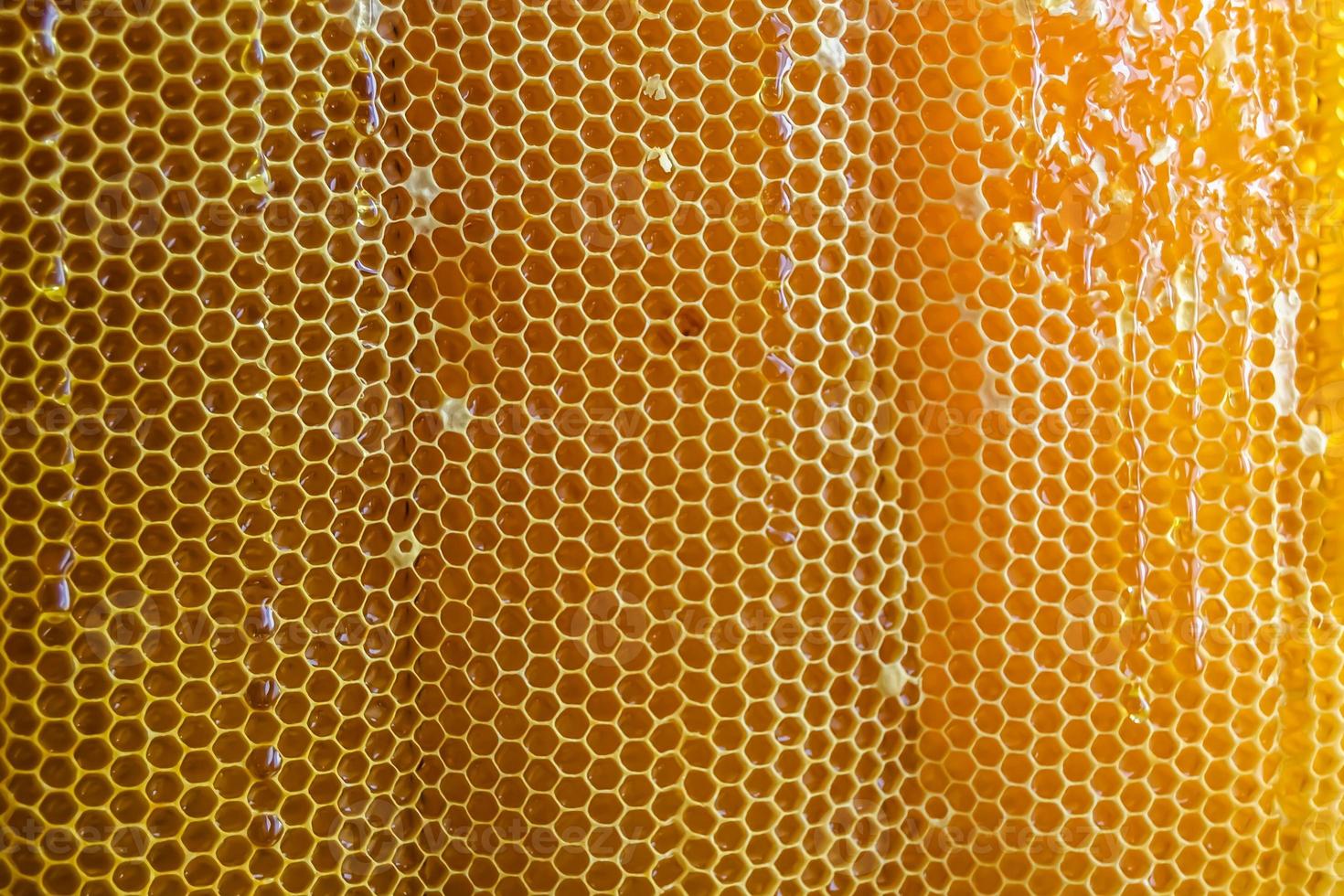 Honeycomb from bee hive filled with golden honey photo