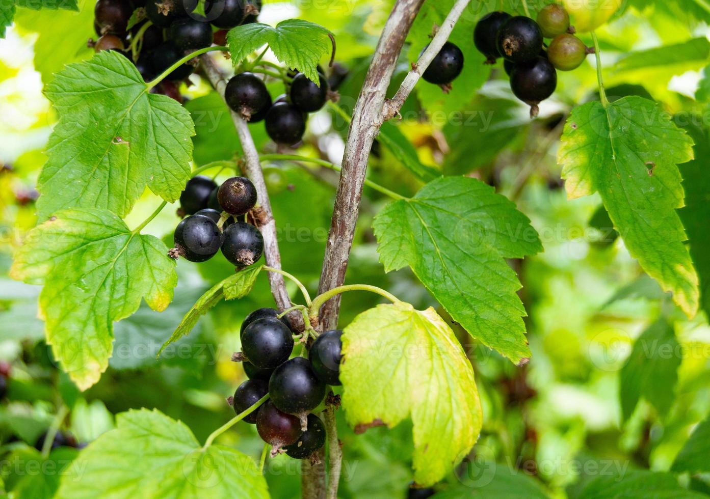 fotografía sobre el tema hermoso arbusto baya grosella negra foto