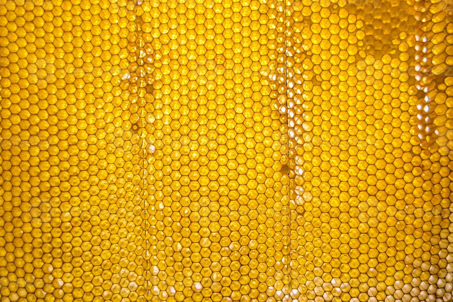 Honeycomb from bee hive filled with golden honey photo