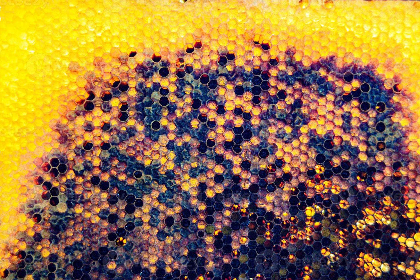 Honeycomb from bee hive filled with golden honey photo