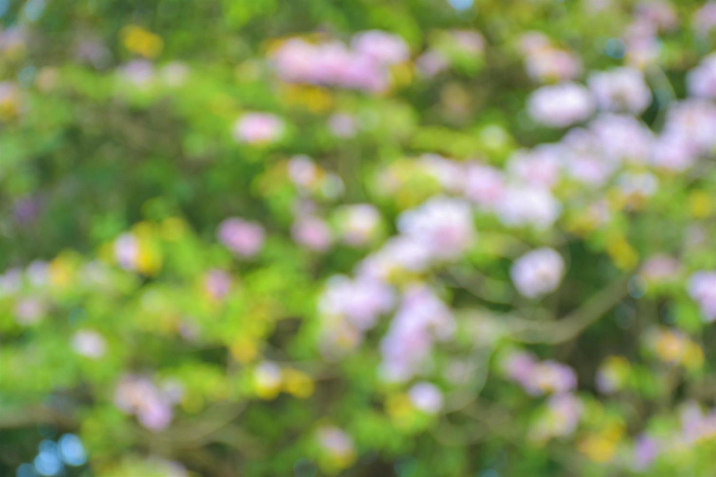 bokeh light blur soft nature beautiful in garden photo