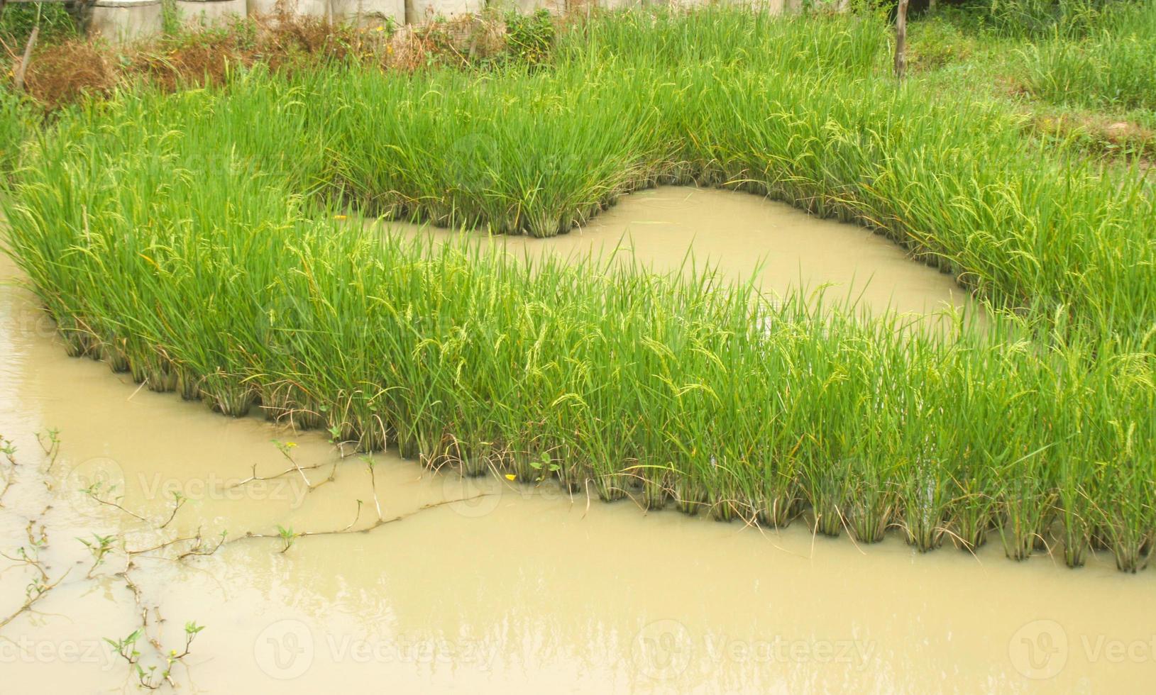 heart  field  rice decoration in farm south Thailand photo