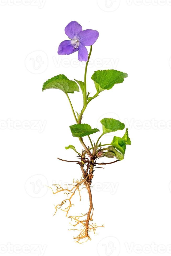 toda la planta violeta azul con raíces y flores foto