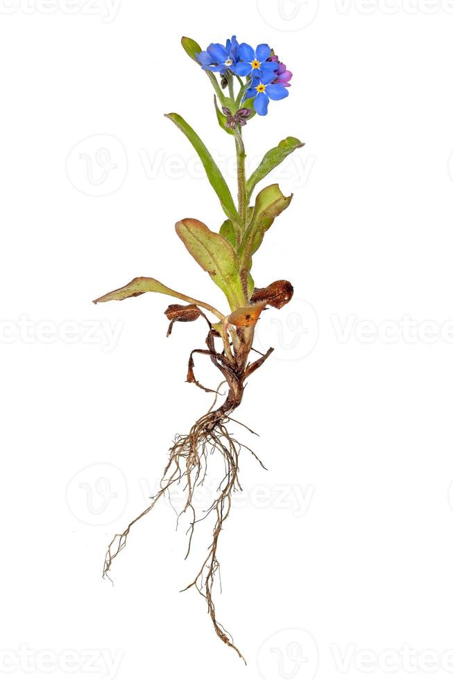 toda la planta de nomeolvides azul con raíces y flores 7234921 Foto de  stock en Vecteezy