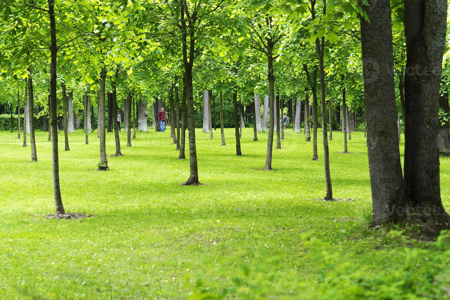 árboles en un prado con césped. foto