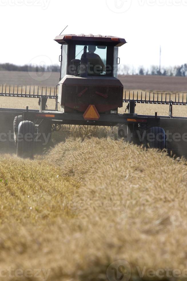 Harvest Combining Saskatchewan photo