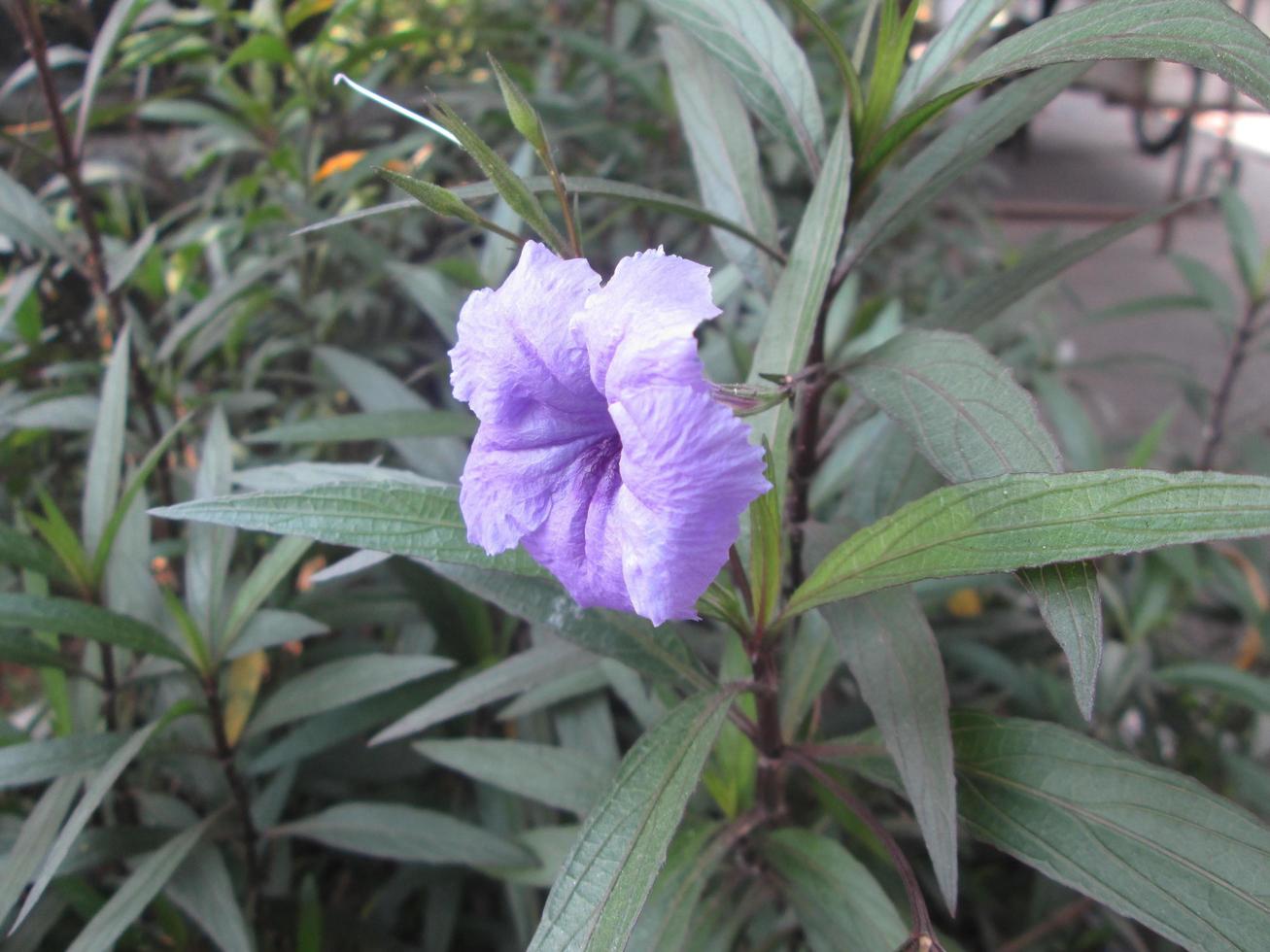 focus on the fresh purple leaves photo
