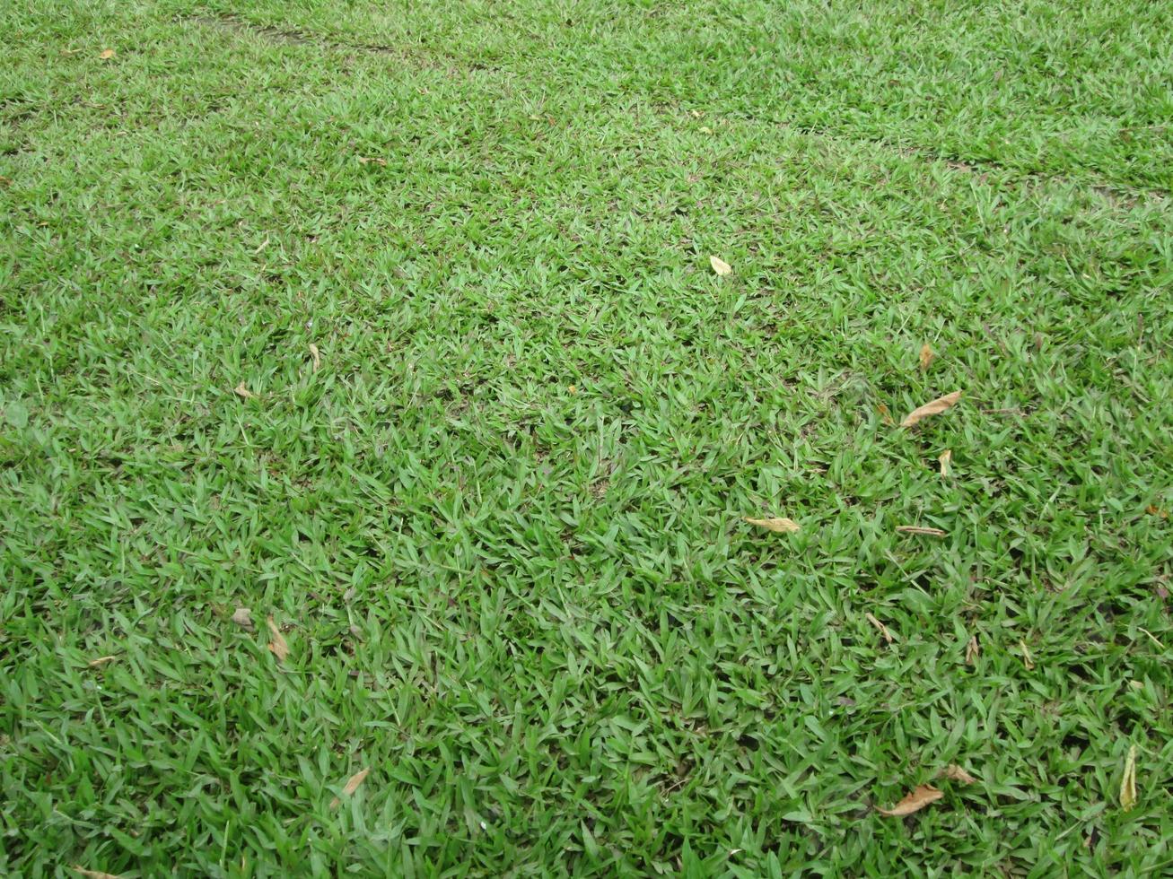 expanse of green grass with the type of elephant grass photo