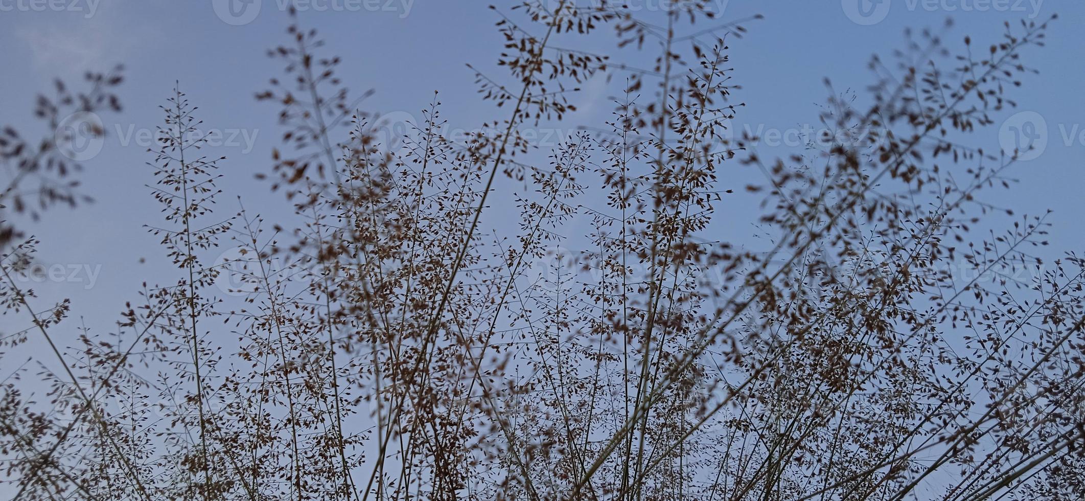 Bottom view angle of bird nest-like wild grass background silhouette with a blue and white sky in the morning photo