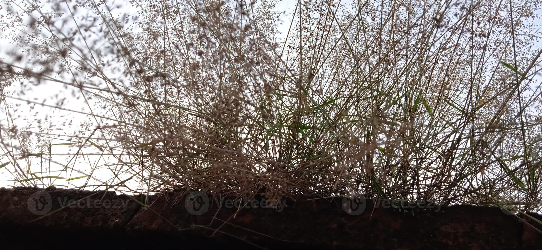 Bottom view angle of bird nest-like wild grass background silhouette with a blue and white sky in the morning photo