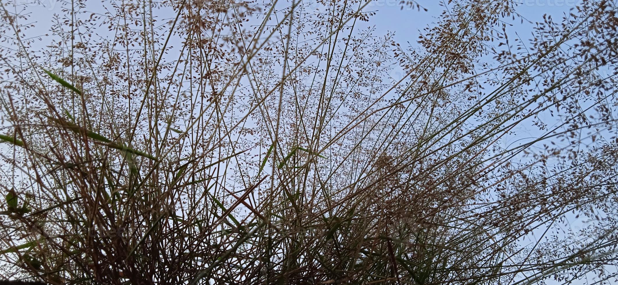 Bottom view angle of bird nest-like wild grass background silhouette with a blue and white sky in the morning photo