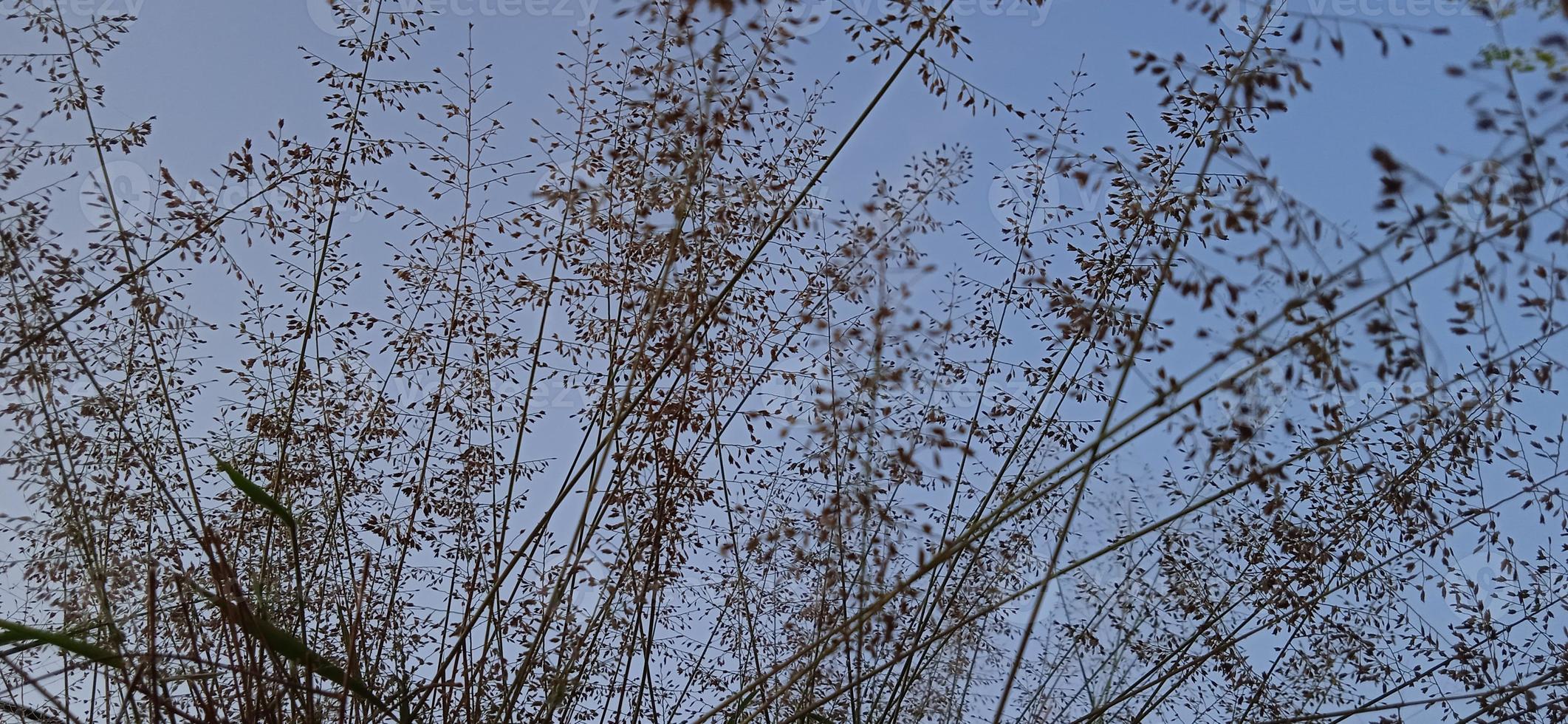 Bottom view angle of bird nest-like wild grass background silhouette with a blue and white sky in the morning photo