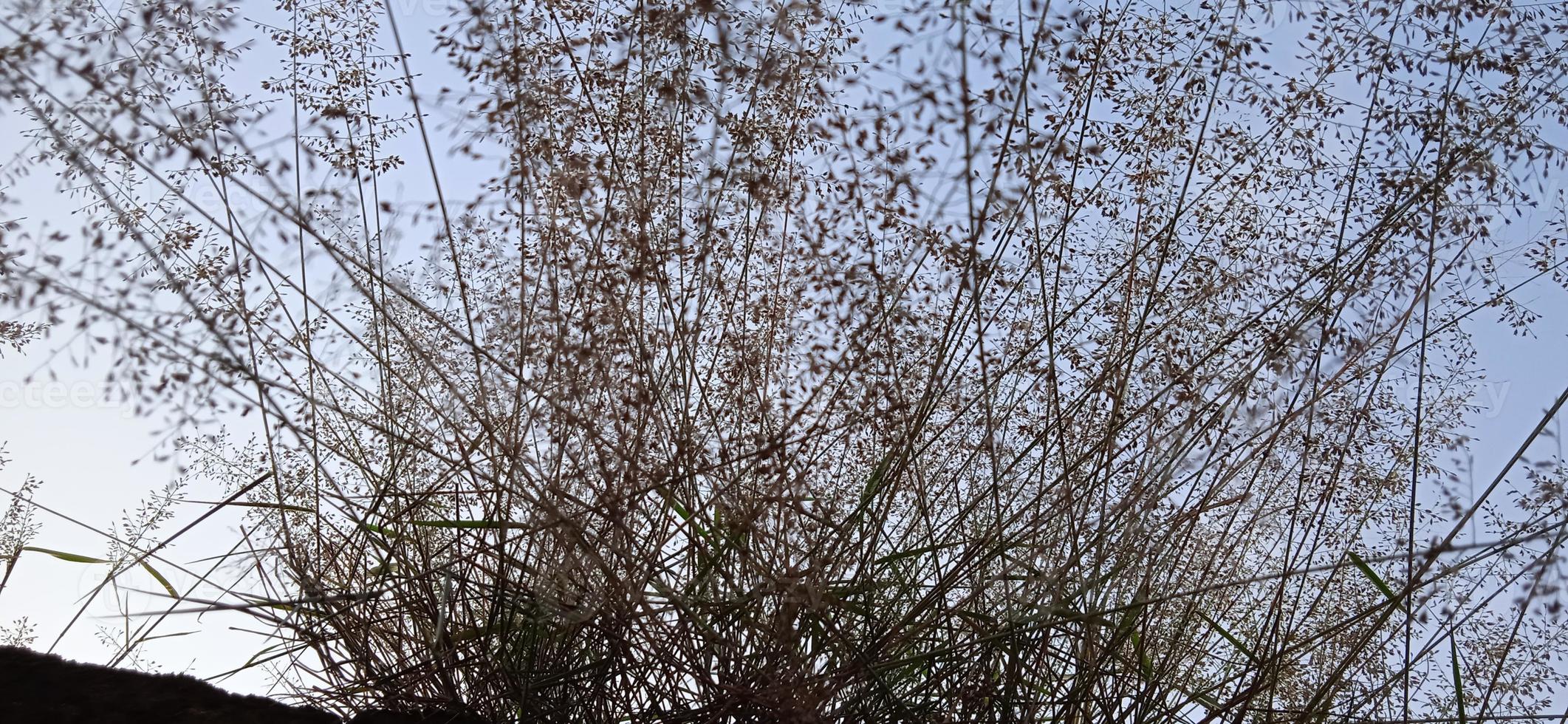 Bottom view angle of bird nest-like wild grass background silhouette with a blue and white sky in the morning photo