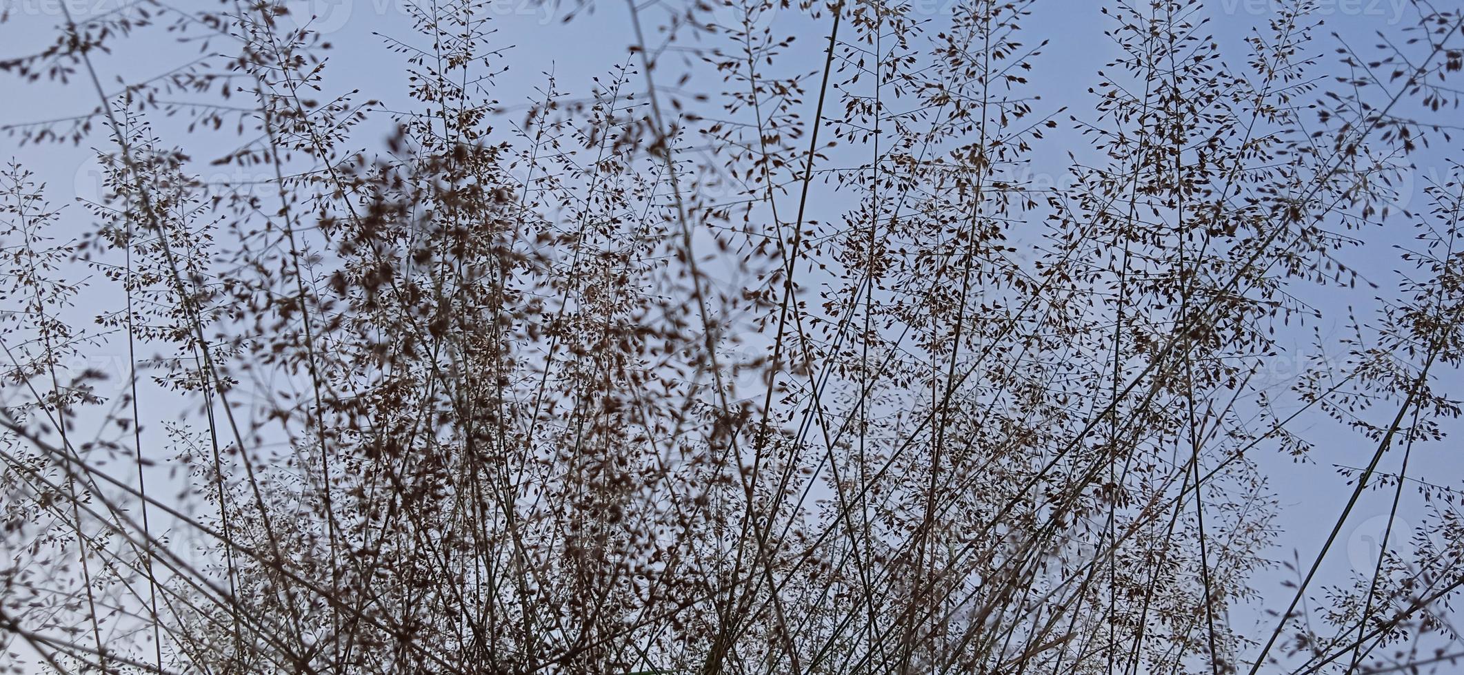 Bottom view angle of bird nest-like wild grass background silhouette with a blue and white sky in the morning photo