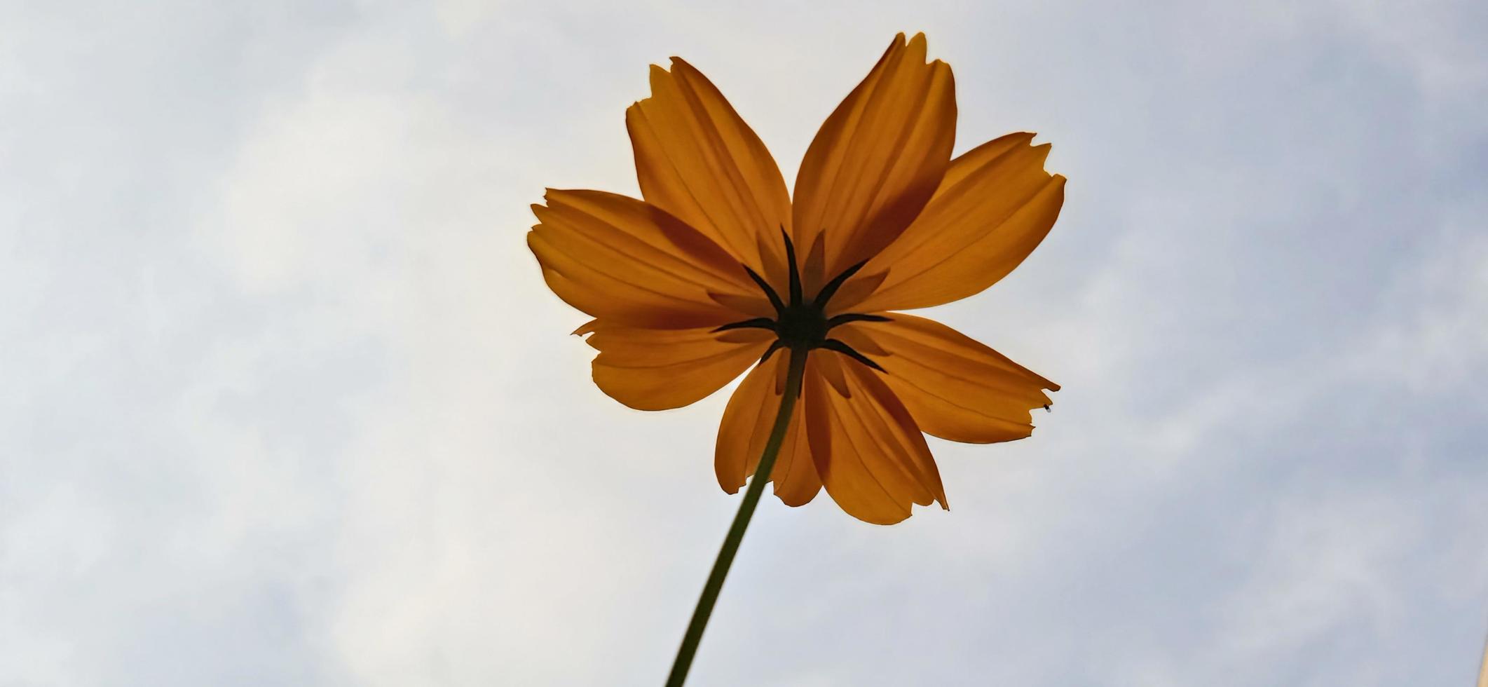 Bottom scenery of yellow zinnia Zinnia elegans petals blown by the wind with a blue sky background photo