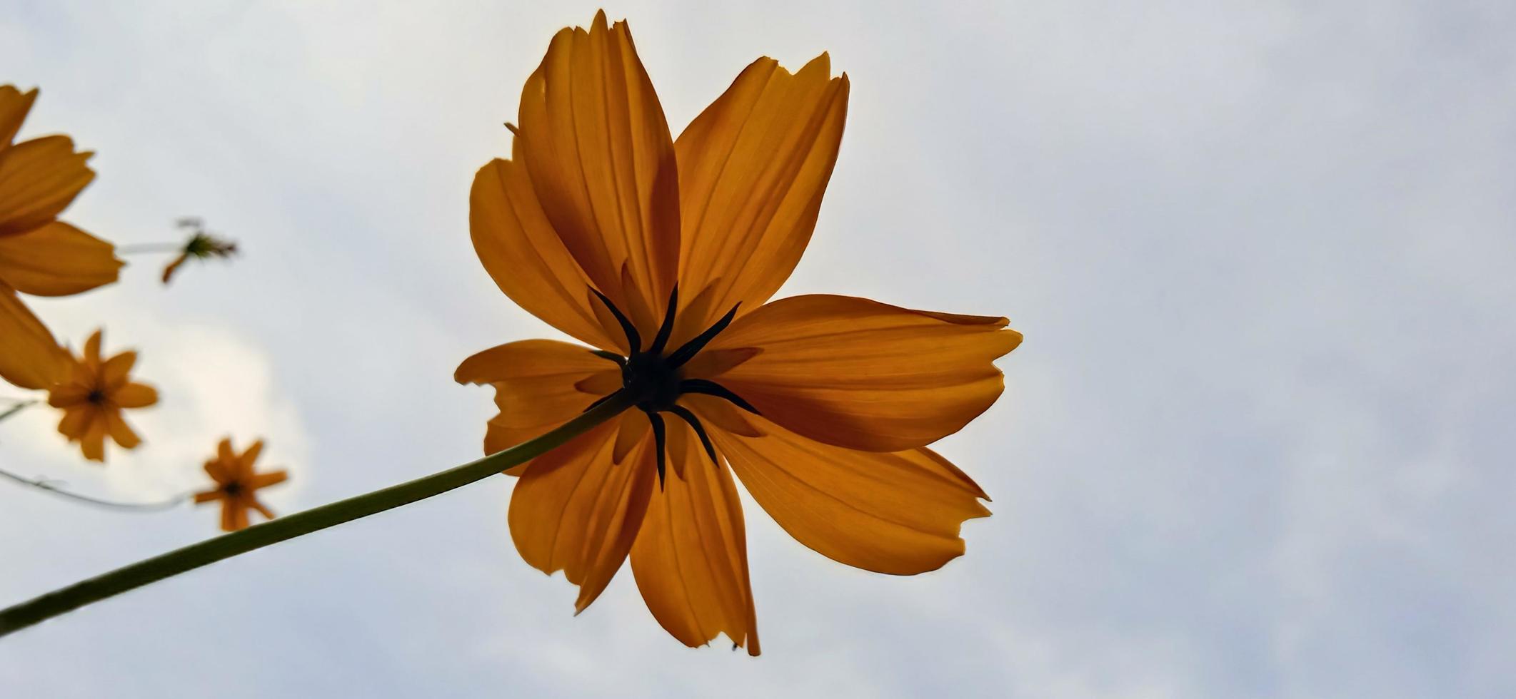 Bottom scenery of yellow zinnia Zinnia elegans petals blown by the wind with a blue sky background photo