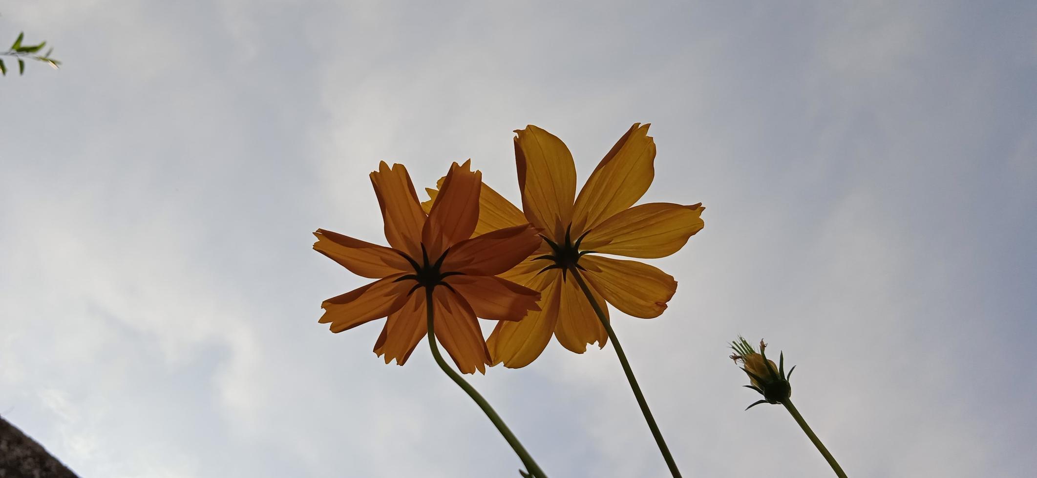 Bottom scenery of yellow zinnia Zinnia elegans petals blown by the wind with a blue sky background photo