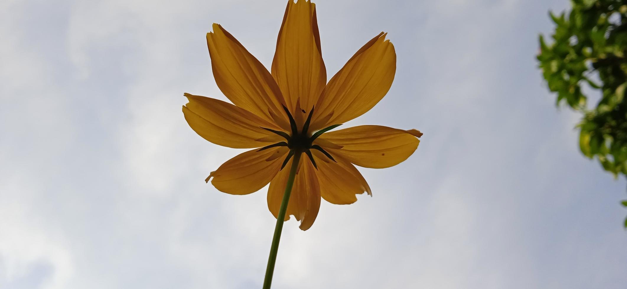 Bottom scenery of yellow zinnia Zinnia elegans petals blown by the wind with a blue sky background photo